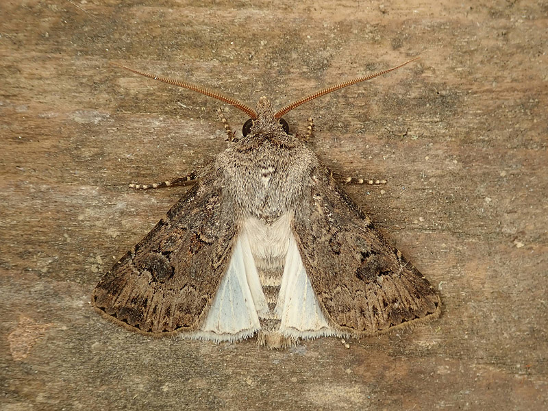 Noctuidae da identificare